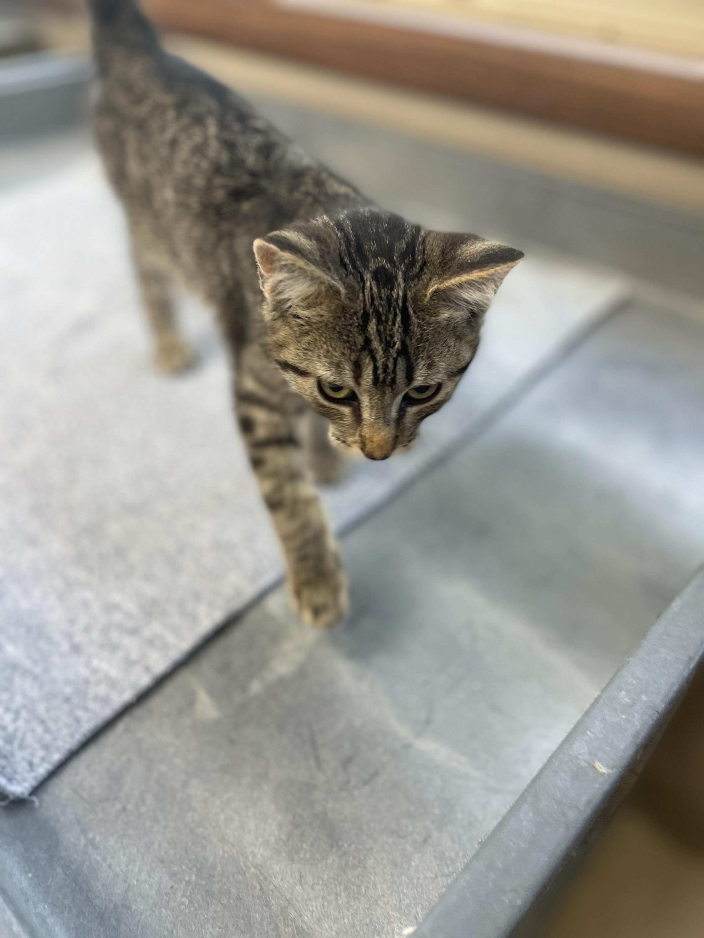 Dr. Pepper, a ADOPTABLE Domestic Short Hair in Neillsville, WI image 2/6
