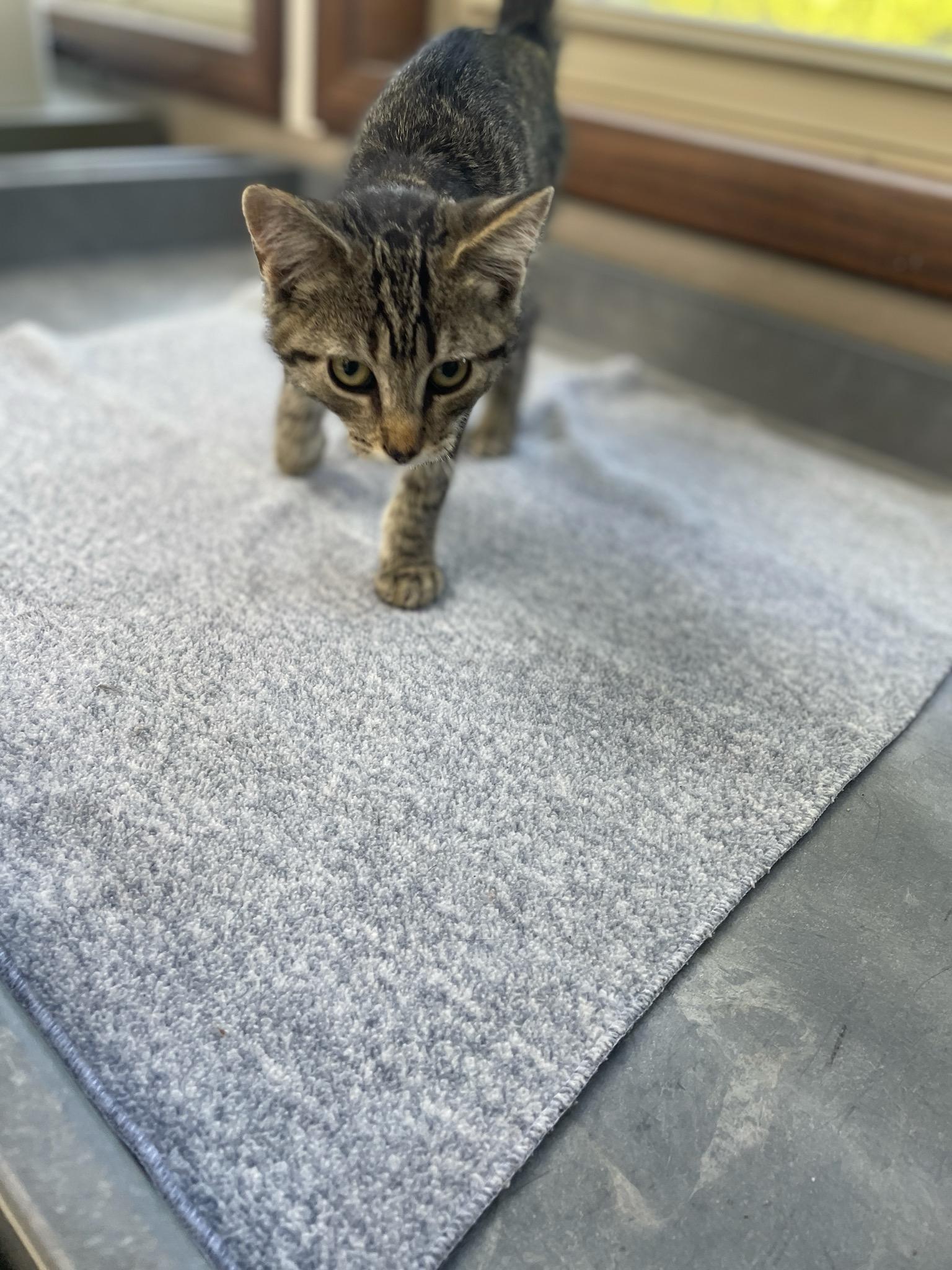 Dr. Pepper, a ADOPTABLE Domestic Short Hair in Neillsville, WI image 6/6