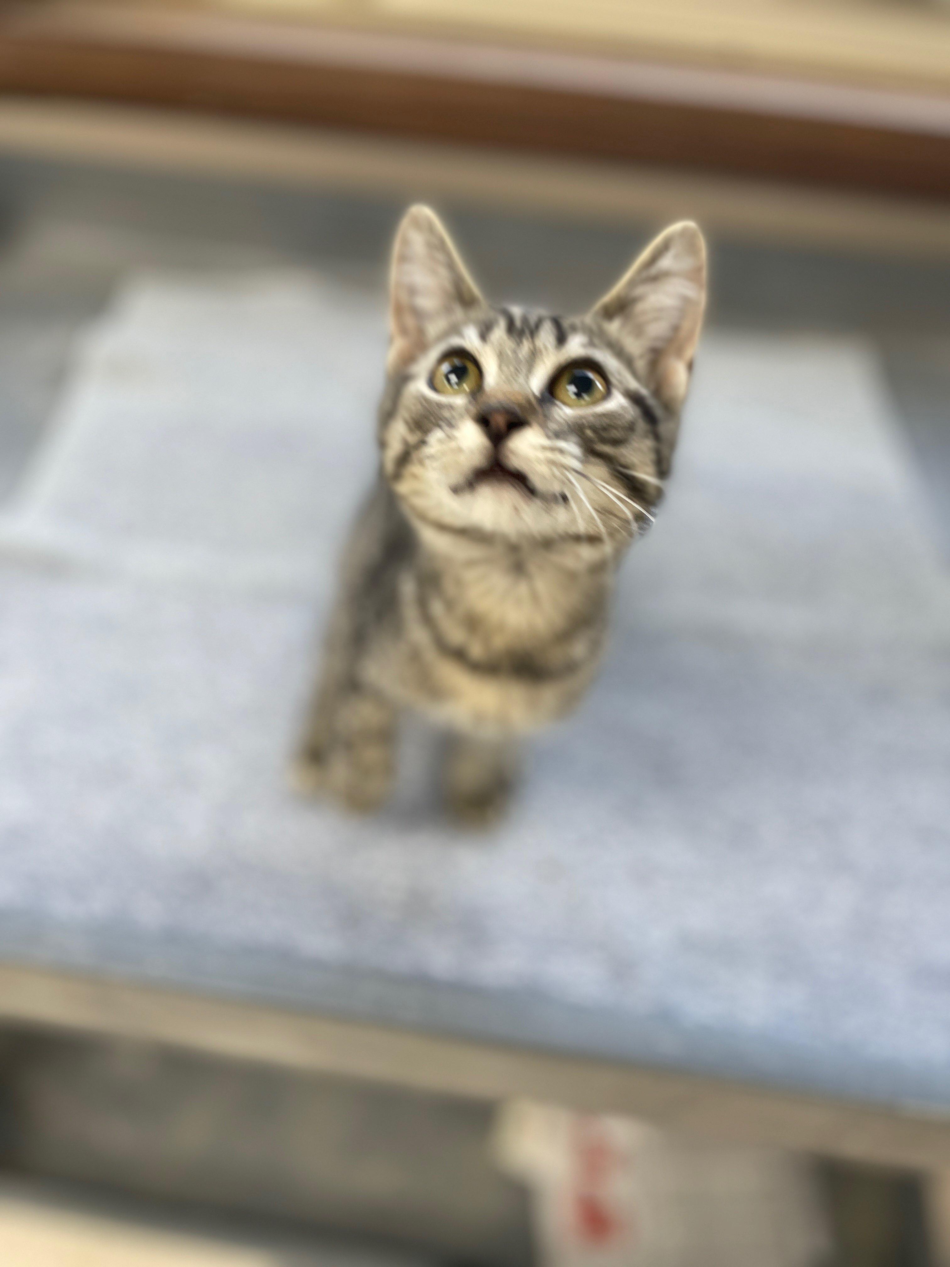 Dr. Pepper, ADOPTABLE, Kitten Female Domestic Short Hair.