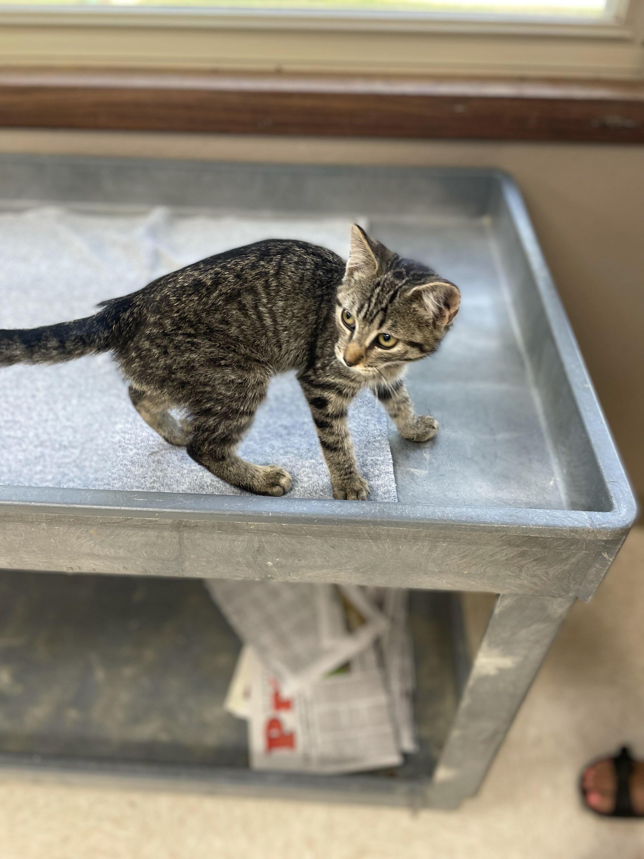 Dr. Pepper, a ADOPTABLE Domestic Short Hair in Neillsville, WI image 3/6