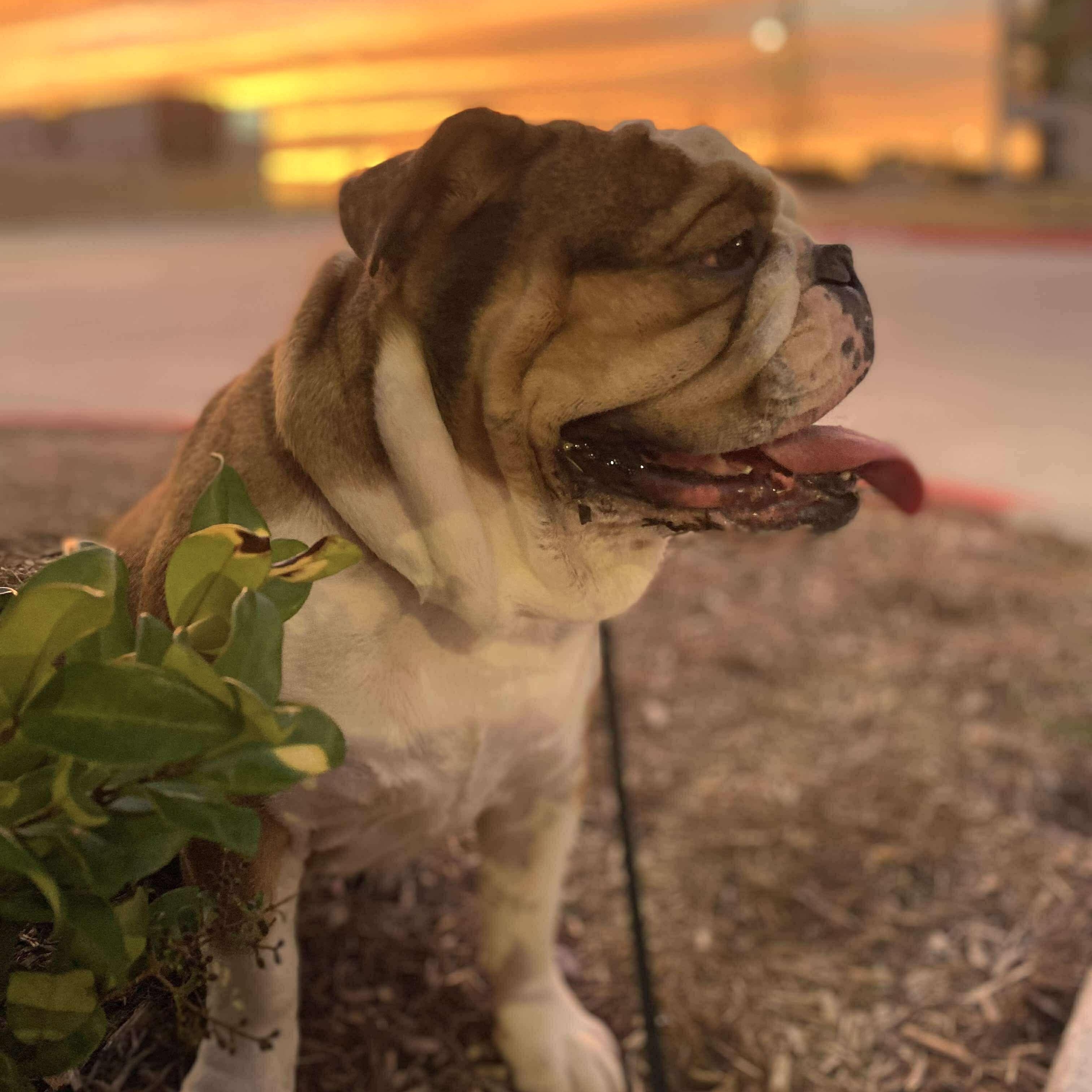 Enlarge Wilhelmina deserves a better life, a Adoptable English Bulldog in Lockhart, TX image 3/5