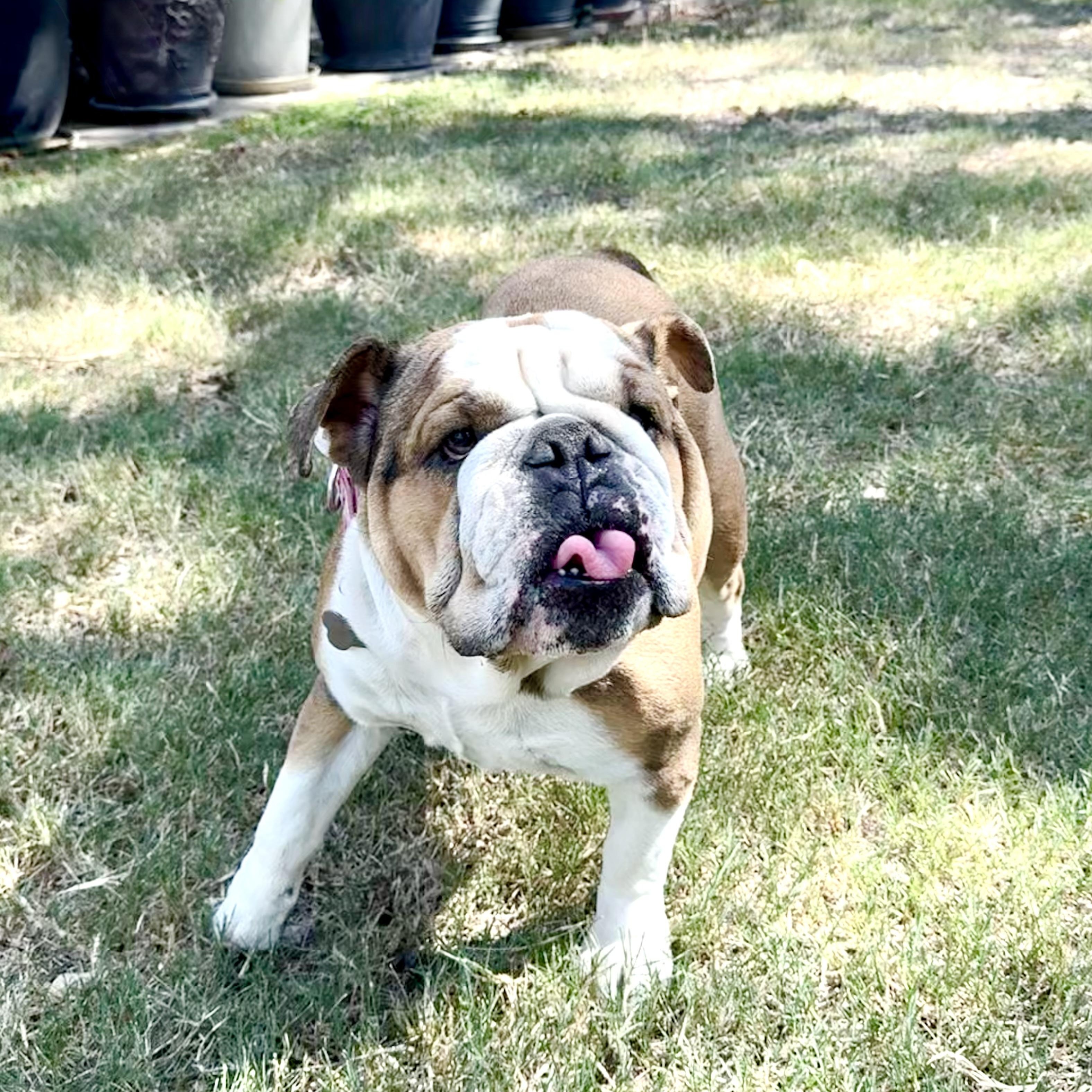 Enlarge Wilhelmina deserves a better life, a Adoptable English Bulldog in Lockhart, TX image 1/5