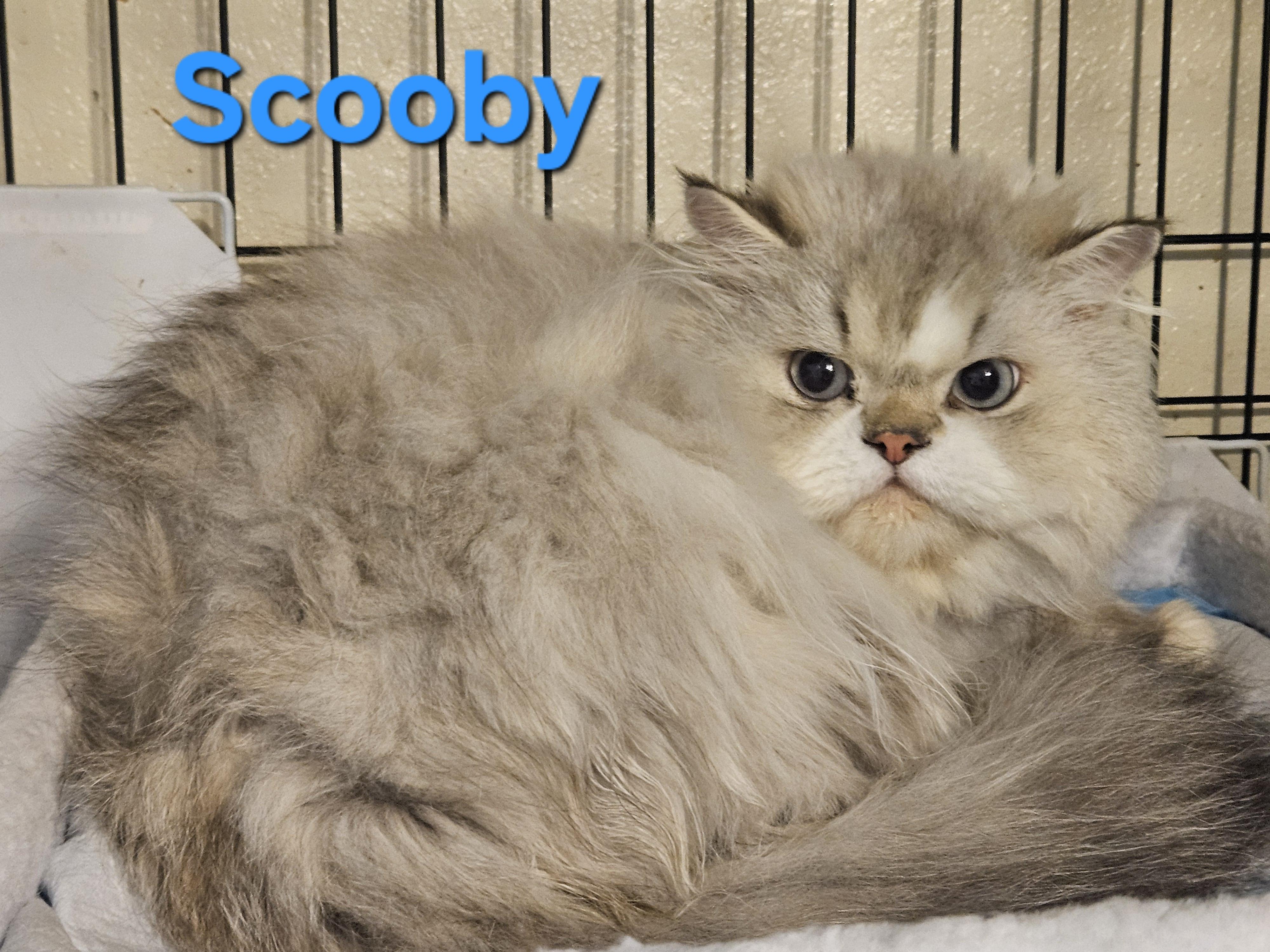 Enlarge Daphne and Scooby, a Adoptable Persian in Orlando, FL image 6/6