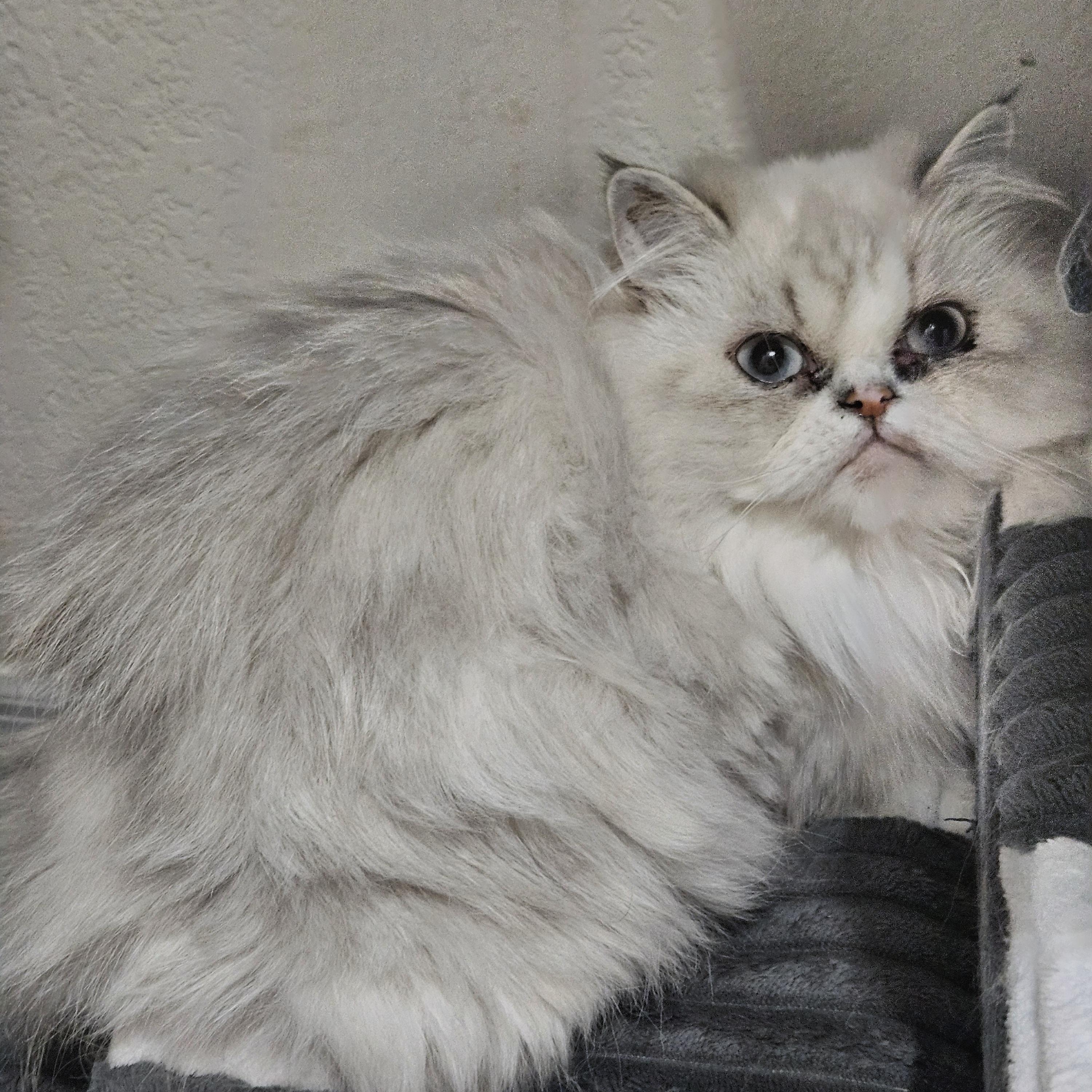 Daphne and Scooby, Adoptable, Young Female Persian.