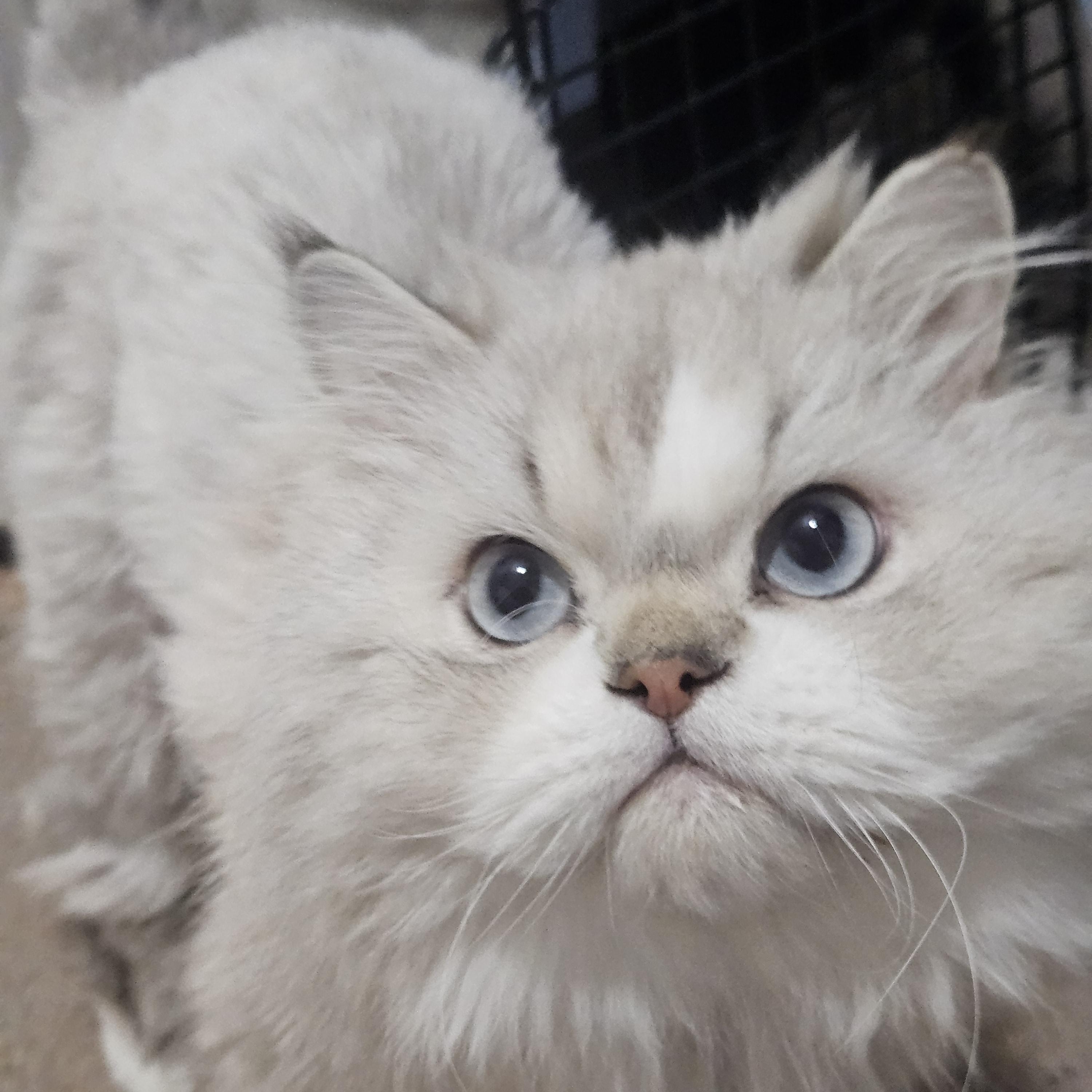 Enlarge Daphne and Scooby, a Adoptable Persian in Orlando, FL image 5/6
