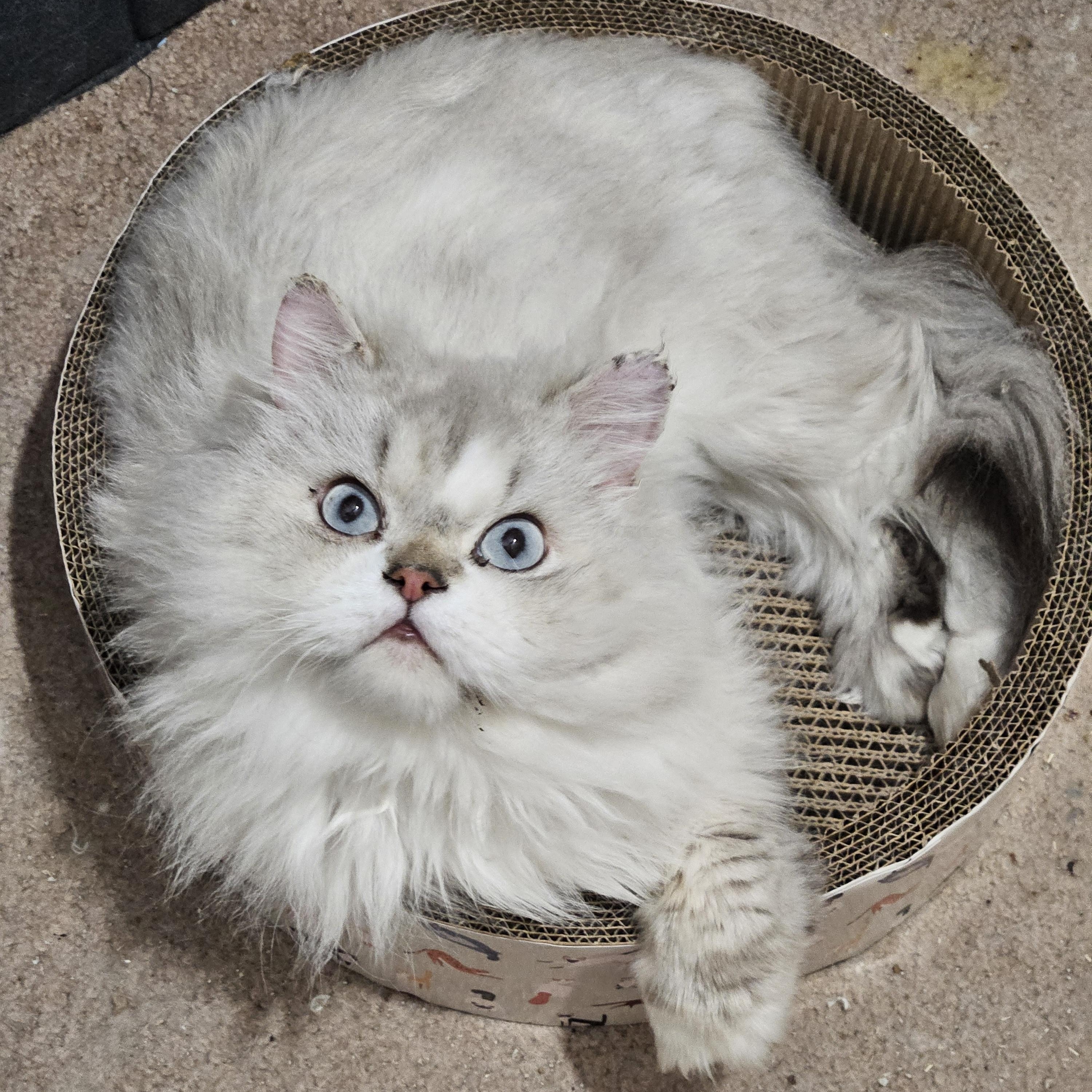 Enlarge Daphne and Scooby, a Adoptable Persian in Orlando, FL image 3/6