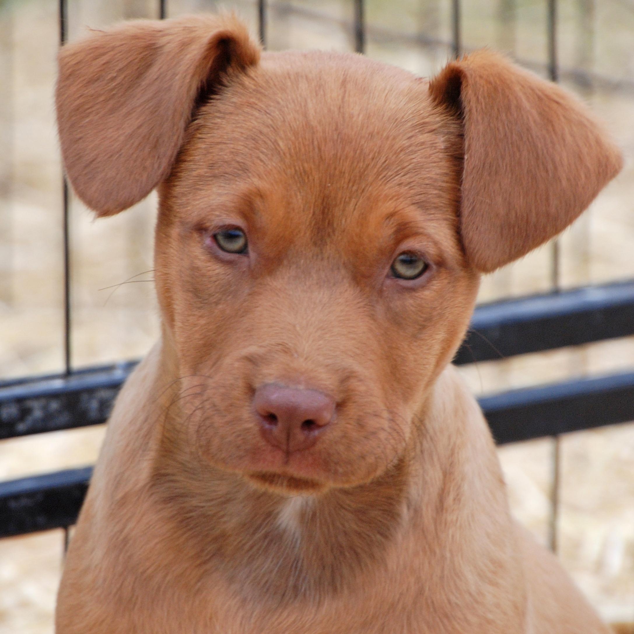Stevie, ADOPTABLE, Puppy Female Labrador Retriever & Pit Bull Terrier.