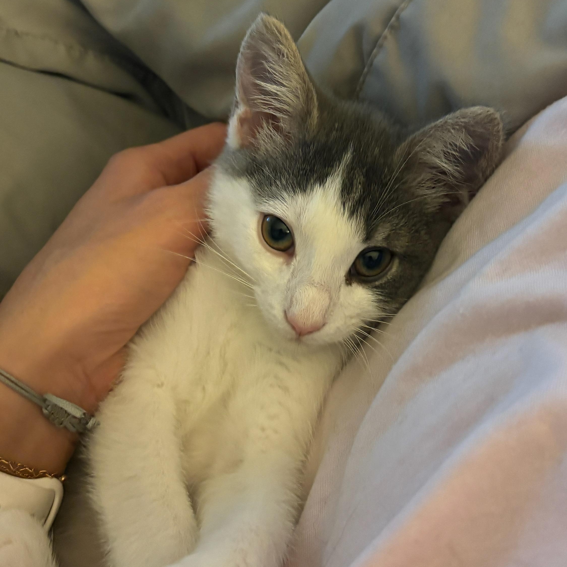 Enlarge Boo, a ADOPTABLE mixed breed in Concord, NC image 3/6