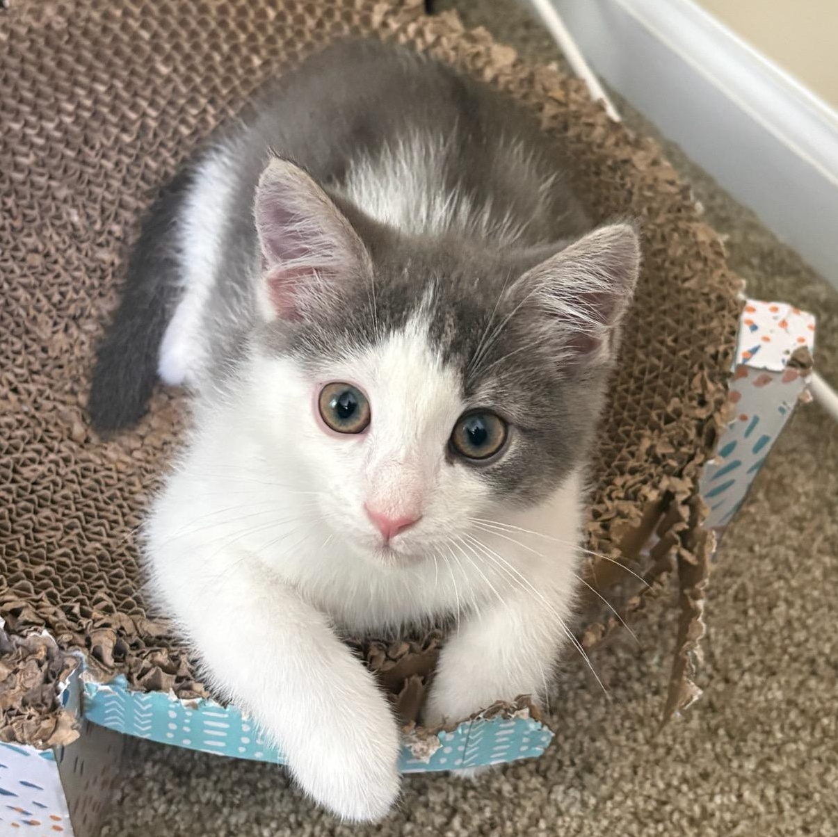 Boo, ADOPTABLE, Kitten Male American Shorthair & Domestic Short Hair.