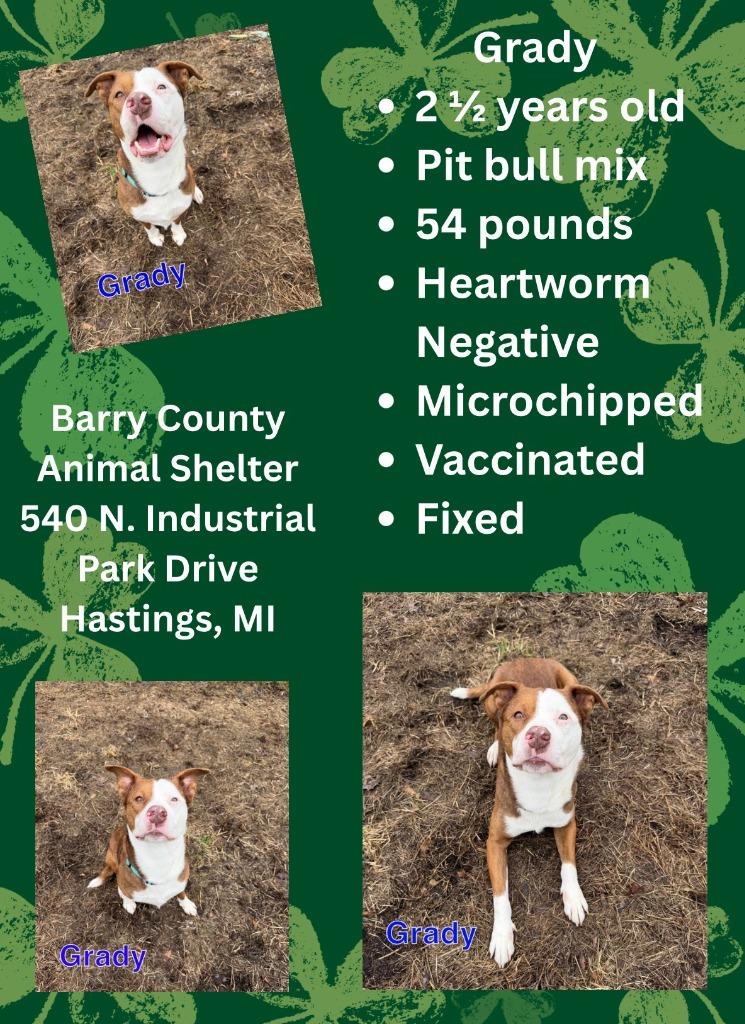 GRADY, Adoptable, Young Male Pit Bull Terrier & Labrador Retriever.