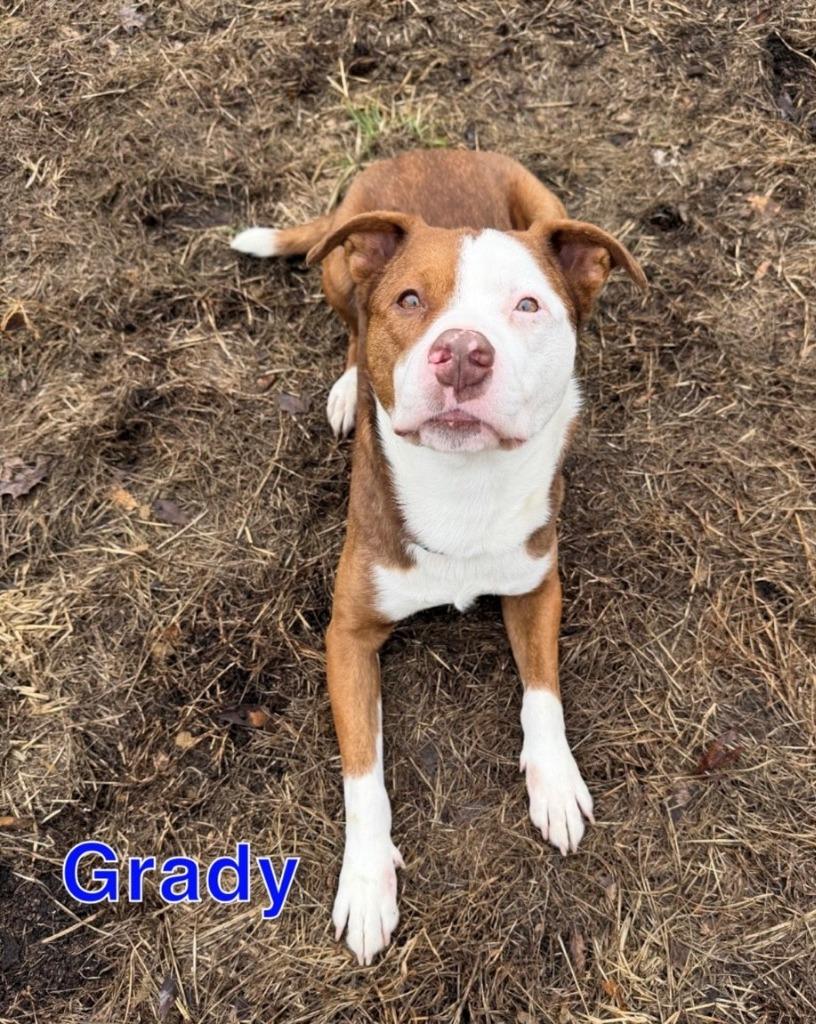 GRADY, Adoptable, Young Male Pit Bull Terrier & Labrador Retriever.