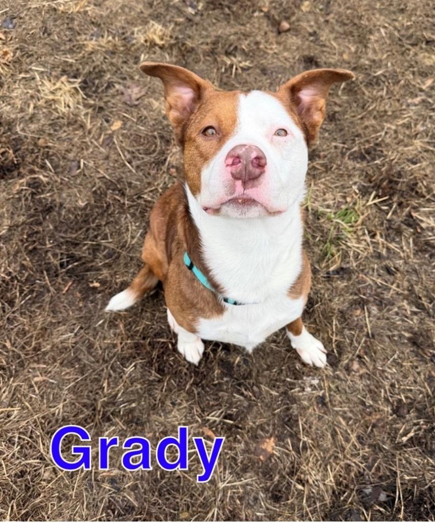 Enlarge GRADY, a Adoptable mixed breed in Hastings, MI image 2/3