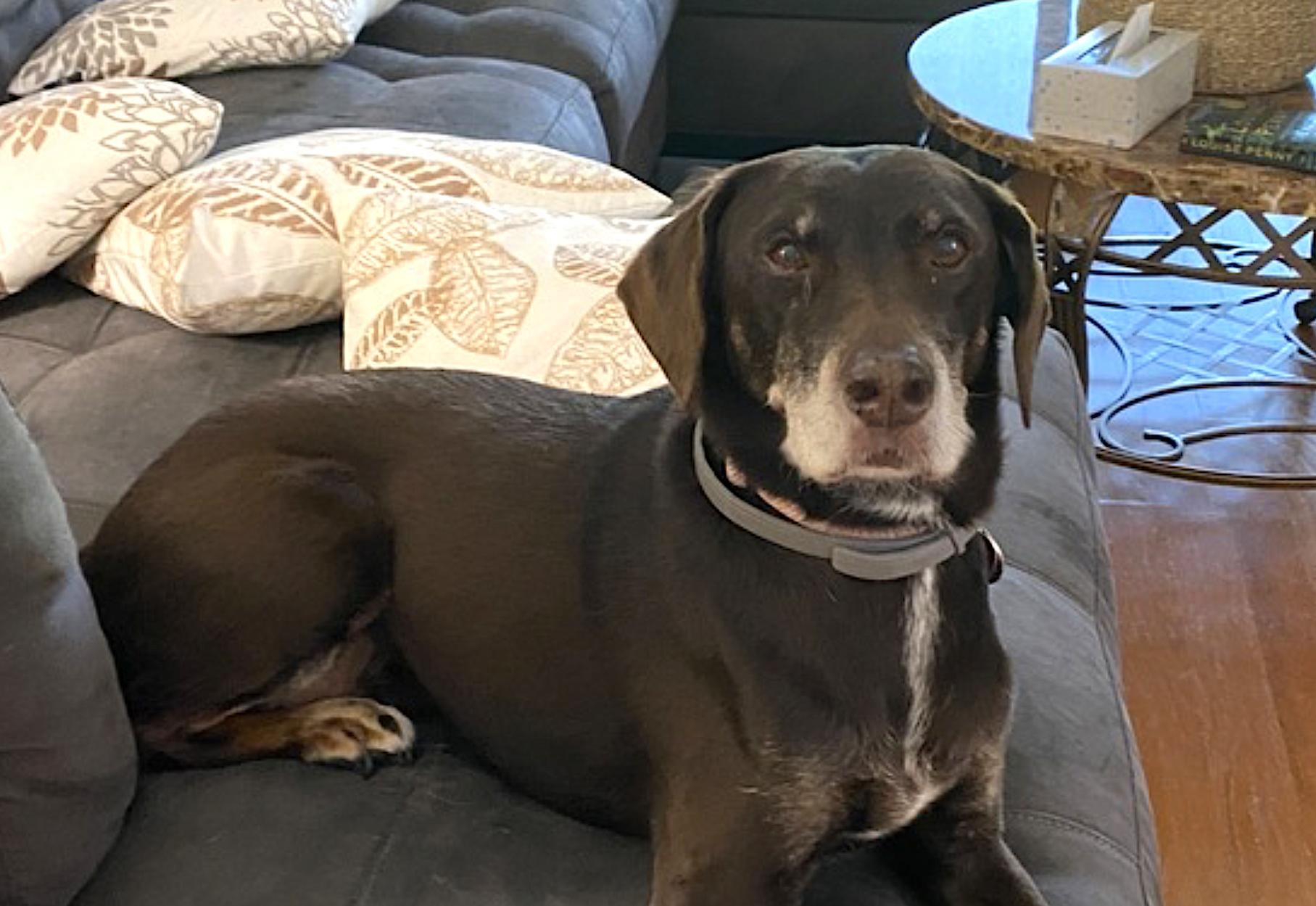 Hickory, a Adopted mixed breed in Amherst, MA image 6/6