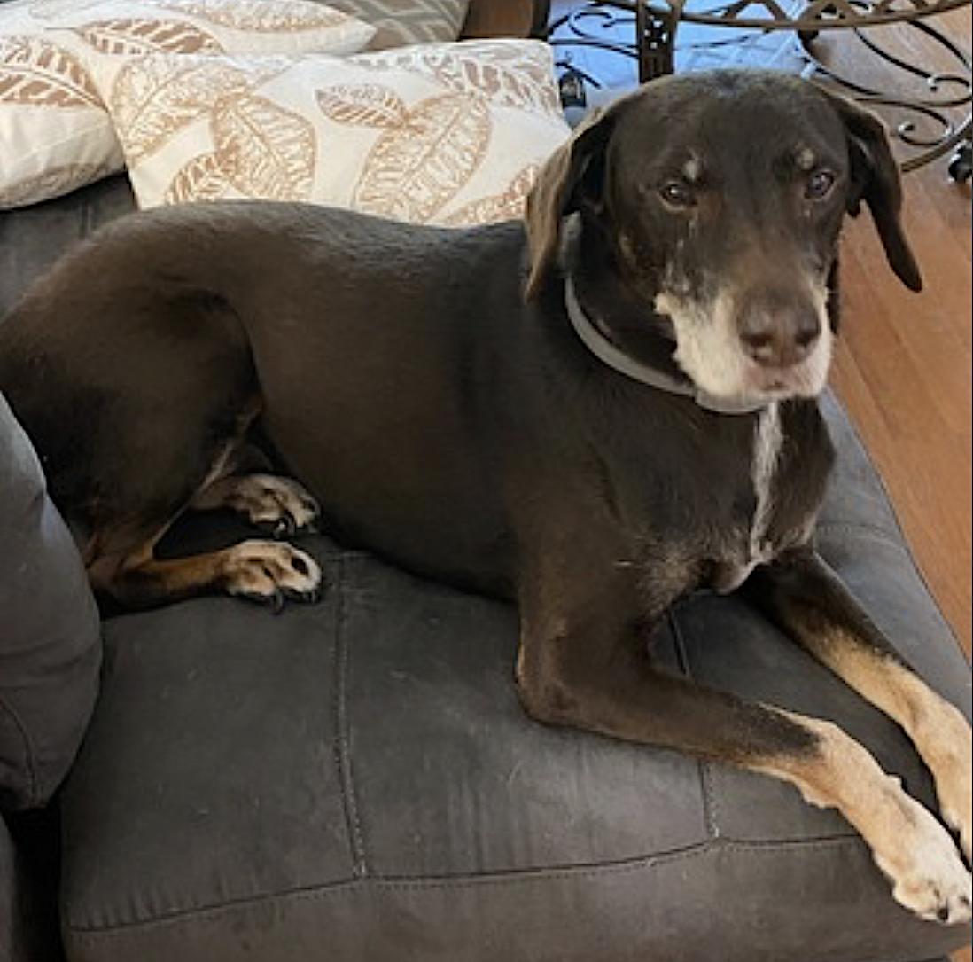 Hickory, a Adopted mixed breed in Amherst, MA image 5/6