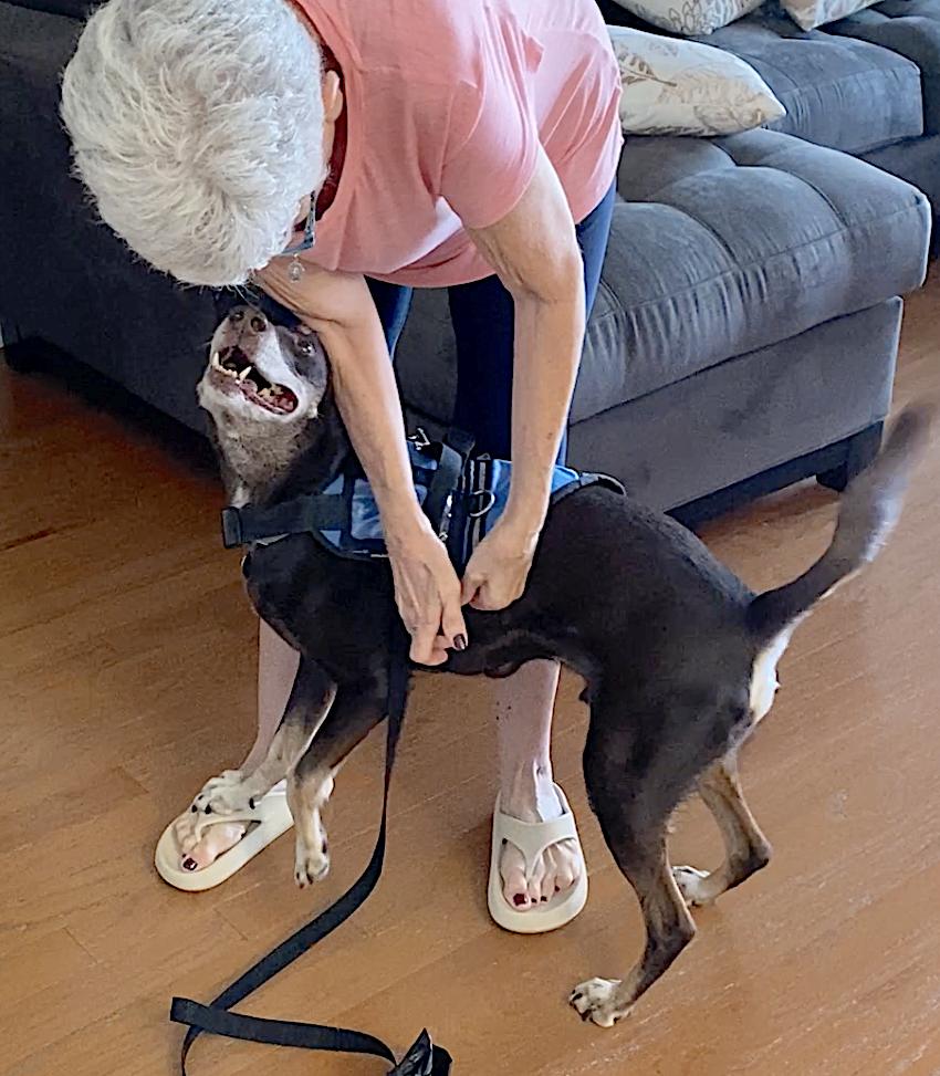 Hickory, a Adopted mixed breed in Amherst, MA image 4/6