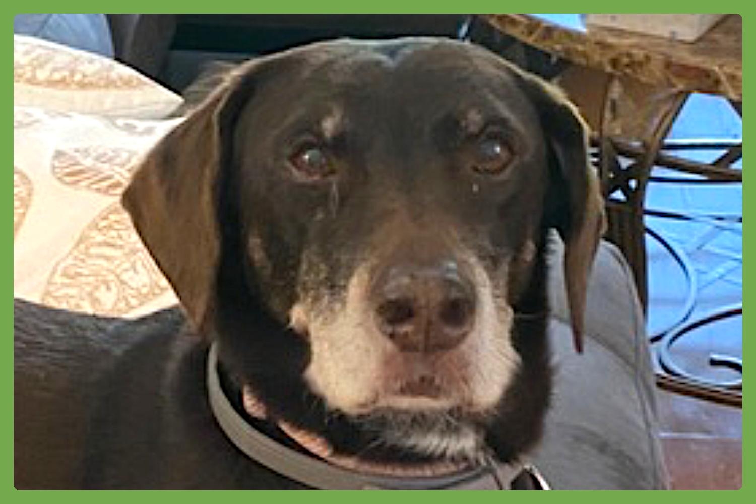 Hickory, a Adopted mixed breed in Amherst, MA image 1/6