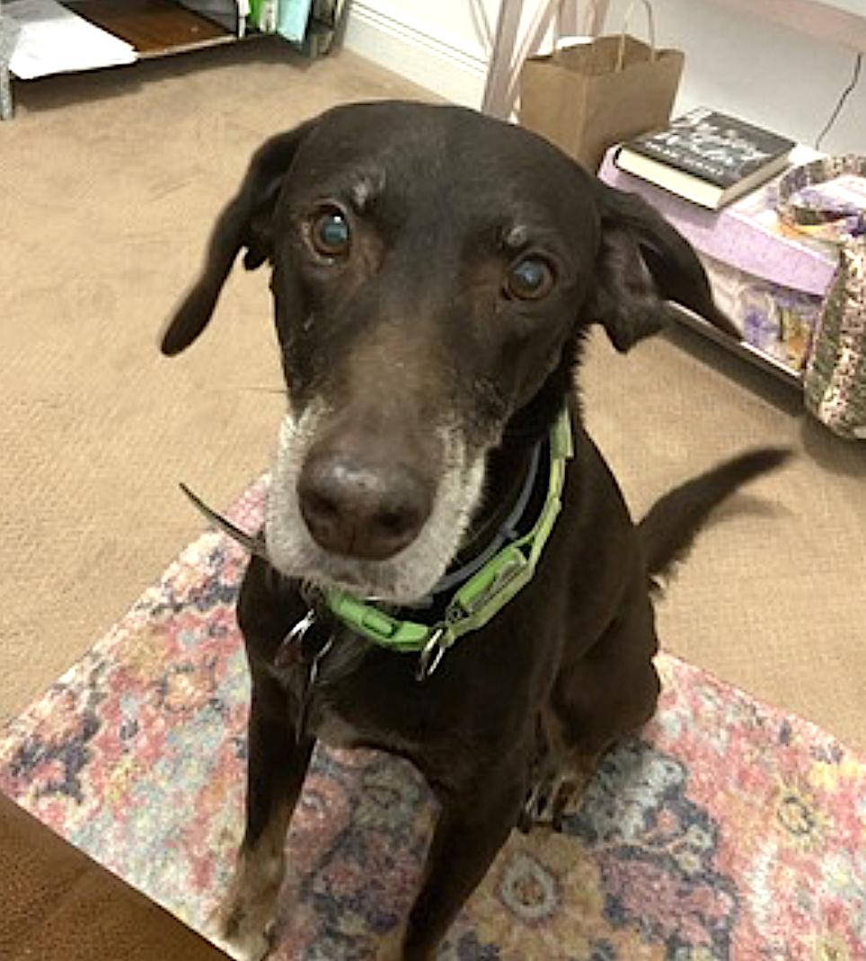 Hickory, a Adopted mixed breed in Amherst, MA image 3/6