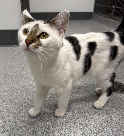 Enlarge Nibbles, an adoptable mixed breed in Tinley Park, IL image 2/6