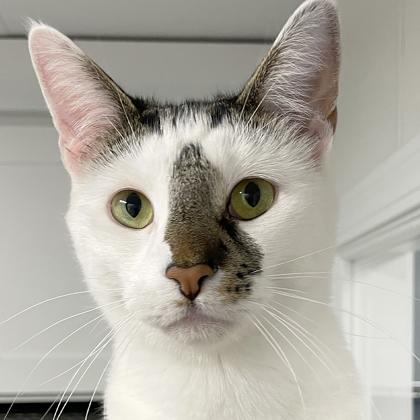 Nibbles, adoptable, Young Male Domestic Short Hair.