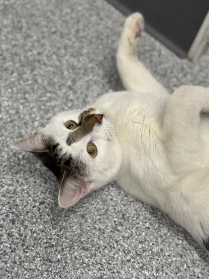 Enlarge Nibbles, an adoptable mixed breed in Tinley Park, IL image 4/6