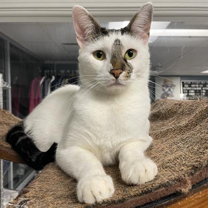 Enlarge Nibbles, an adoptable mixed breed in Tinley Park, IL image 5/6