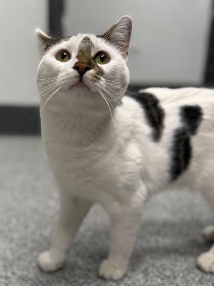 Enlarge Nibbles, an adoptable mixed breed in Tinley Park, IL image 6/6