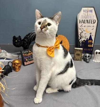 Enlarge Nibbles, an adoptable mixed breed in Tinley Park, IL image 3/6