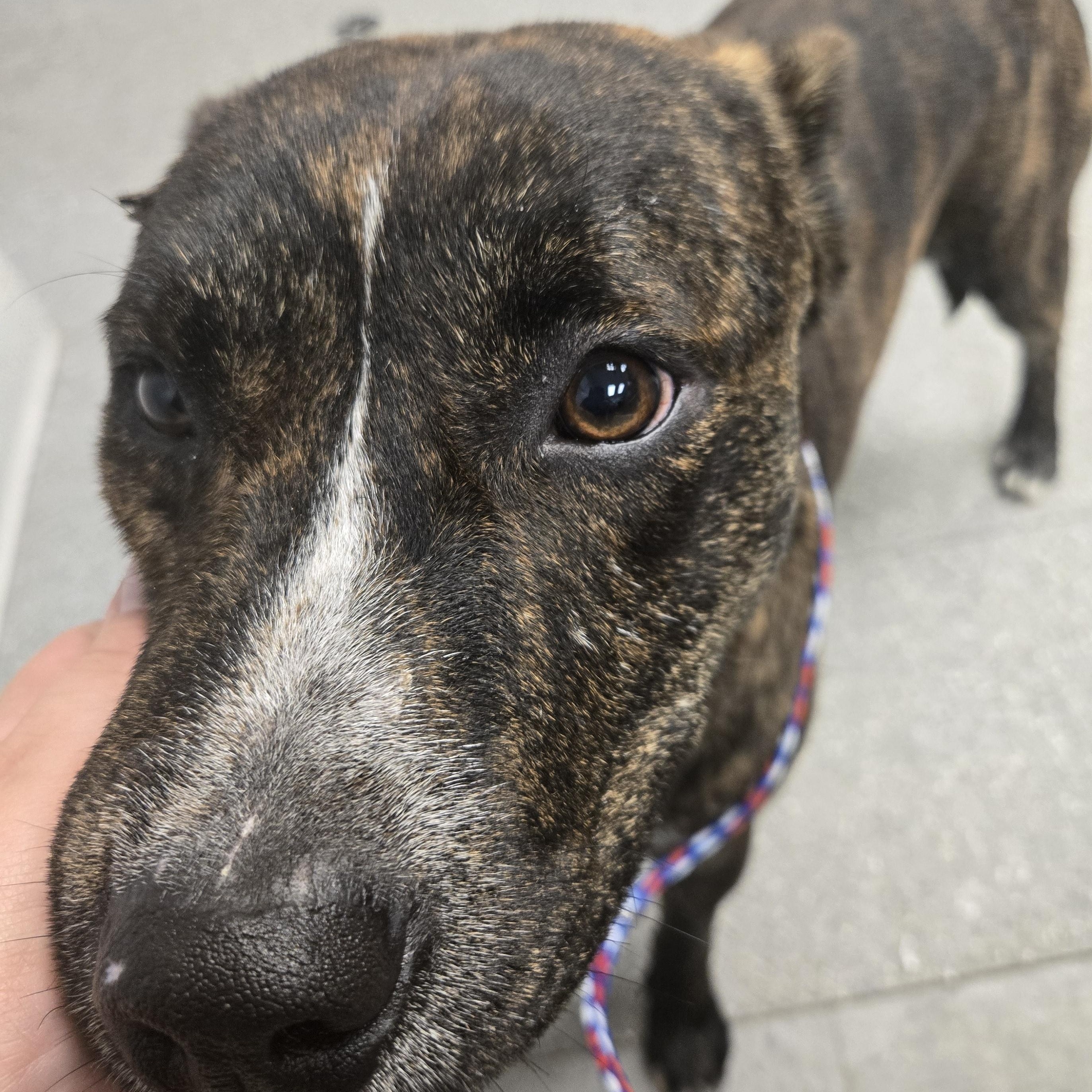 Enlarge Taz, a Adoptable mixed breed in Watertown, NY image 1/1