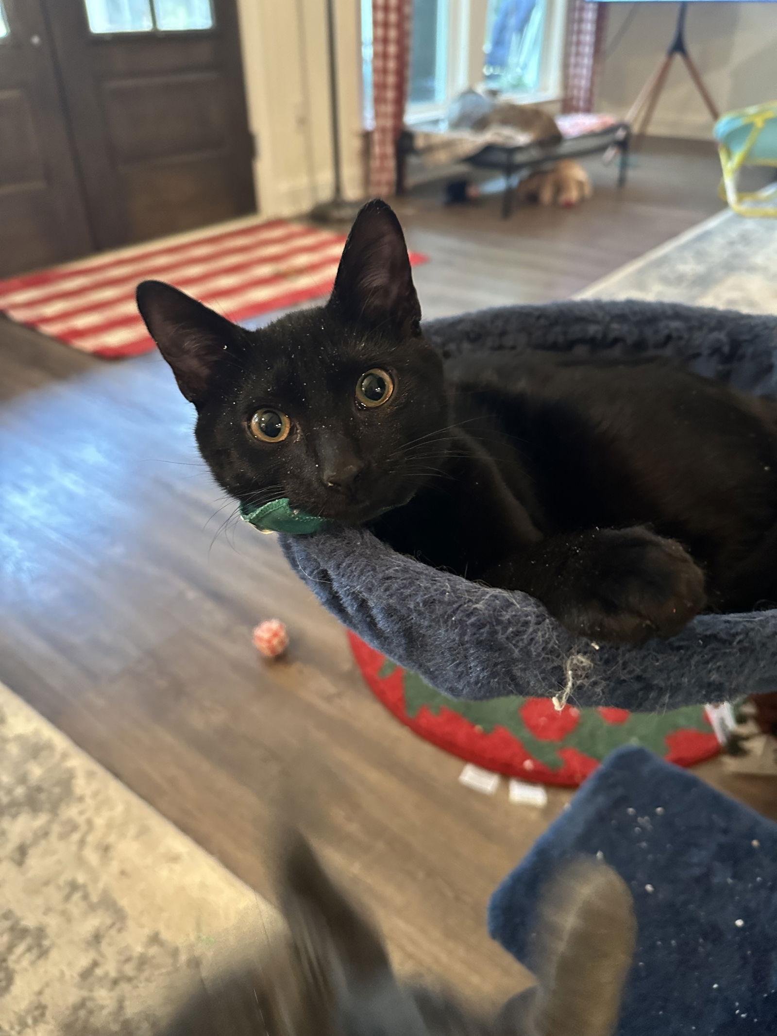 Enlarge Cagney, a Adoptable Domestic Short Hair in Mc Cormick, SC image 1/3