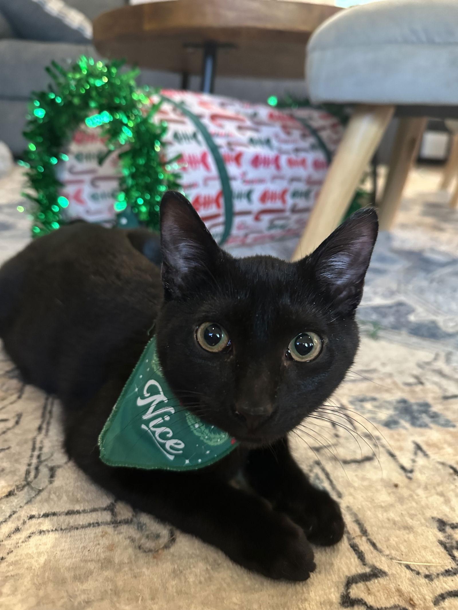 Enlarge Cagney, a Adoptable Domestic Short Hair in Mc Cormick, SC image 2/3