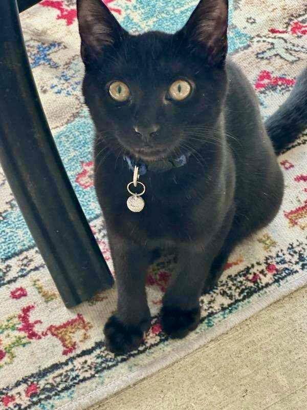 Enlarge Cagney, a Adoptable Domestic Short Hair in Mc Cormick, SC image 3/3