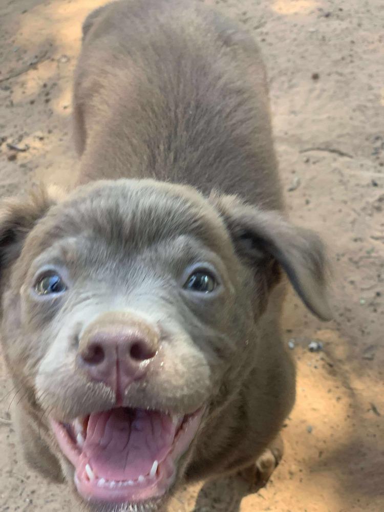 Nori, Adoptable, Puppy Female Pit Bull Terrier.