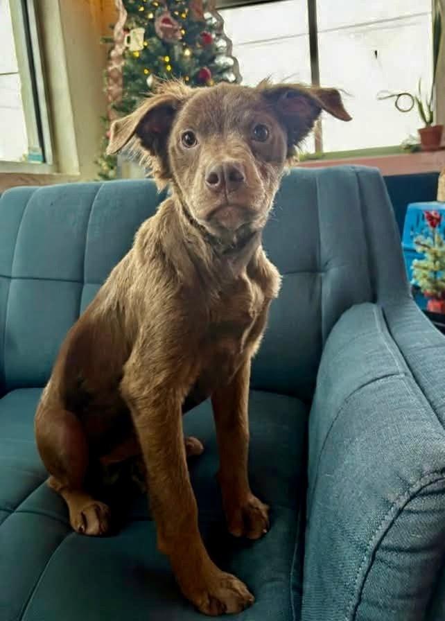 Enlarge Nori, a Adoptable mixed breed in Shawnee, OK image 2/6