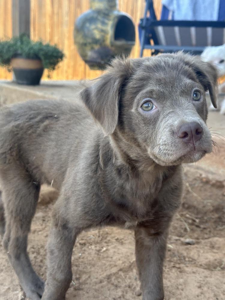 Enlarge Nori, a Adoptable mixed breed in Shawnee, OK image 3/6