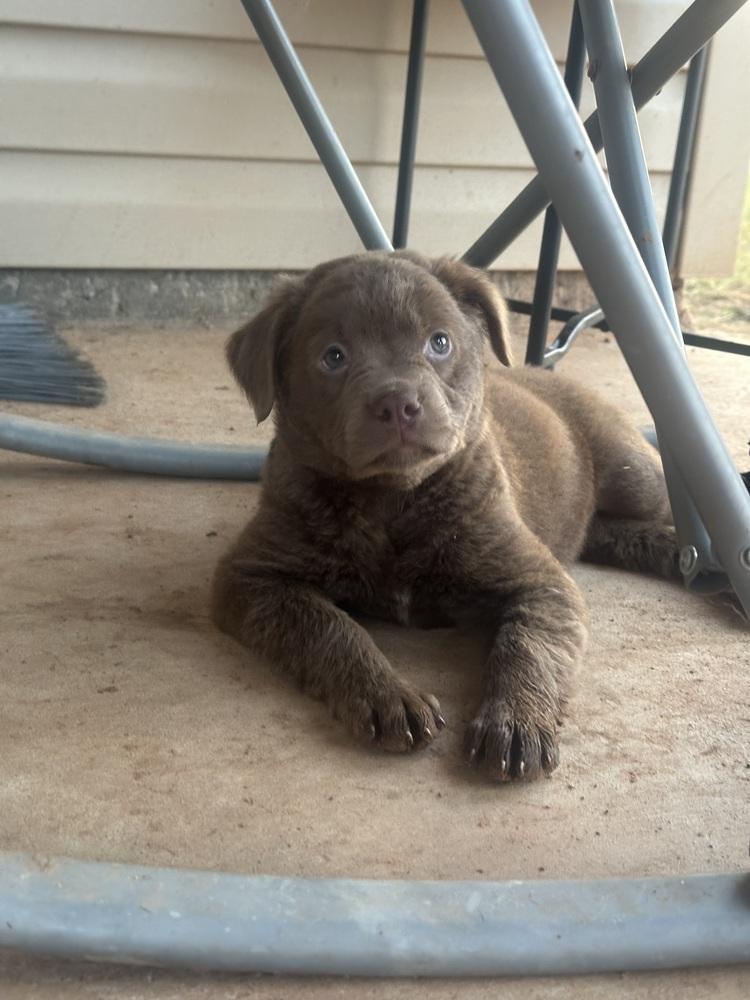 Enlarge Nori, a Adoptable mixed breed in Shawnee, OK image 4/6