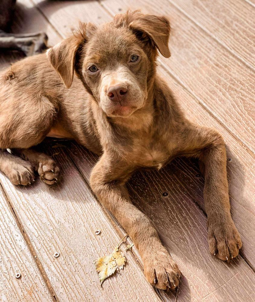 Enlarge Nori, a Adoptable mixed breed in Shawnee, OK image 5/6