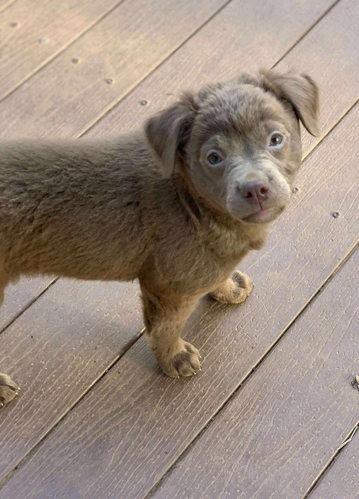 Enlarge Nori, a Adoptable mixed breed in Shawnee, OK image 6/6