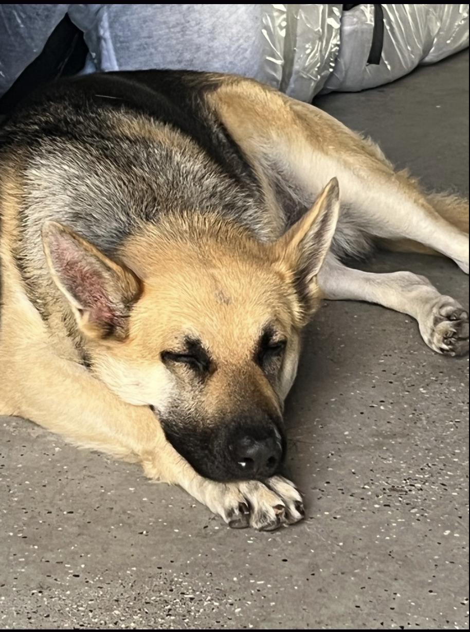 SASHA, Adoptable, Senior Female German Shepherd Dog.