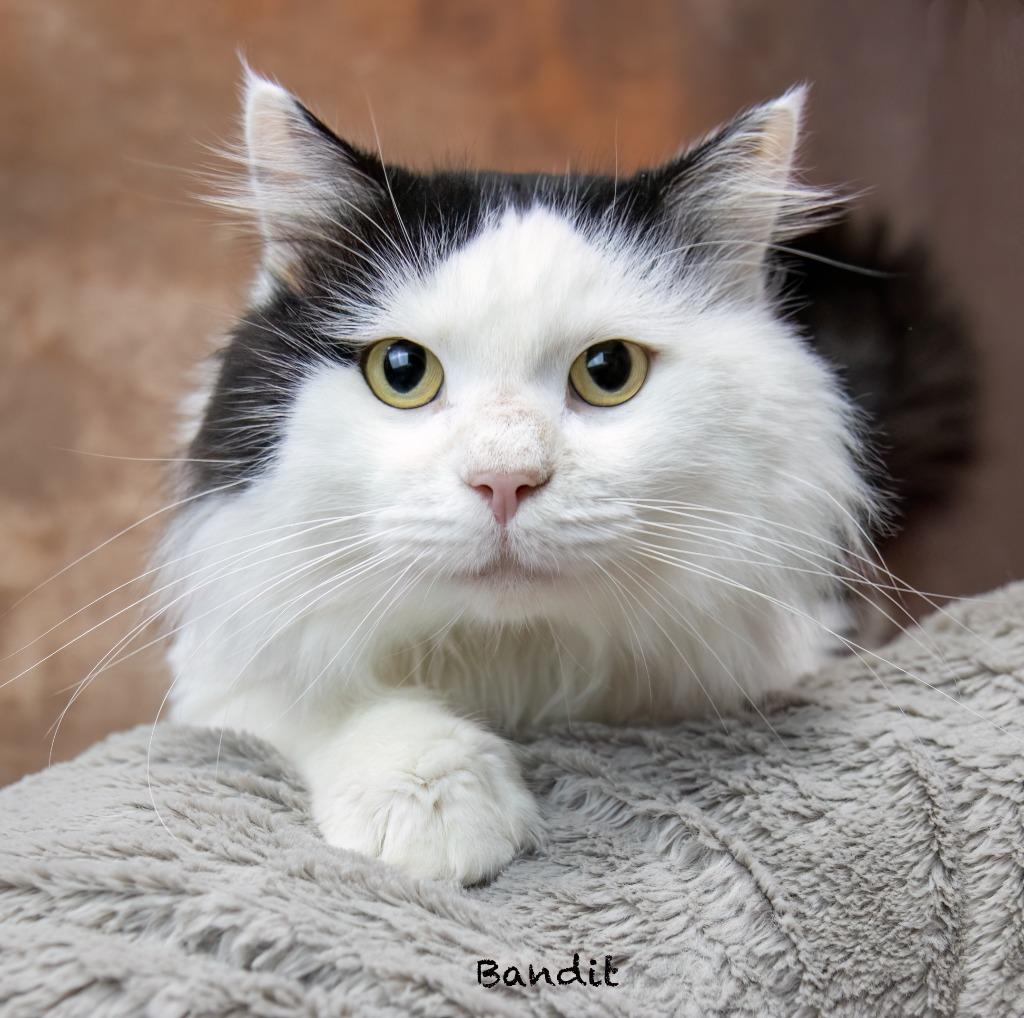 Bandit, Adoptable, Adult Male Domestic Medium Hair.