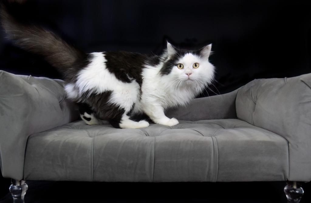 Enlarge Bandit, a Adoptable mixed breed in Hot Springs Village, AR image 2/3