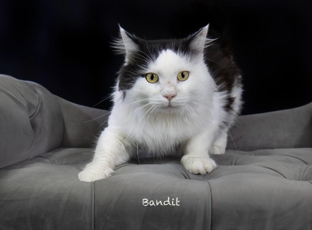 Enlarge Bandit, a Adoptable mixed breed in Hot Springs Village, AR image 3/3