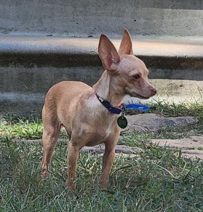 Emma, Adopted, Adult Female Chihuahua.