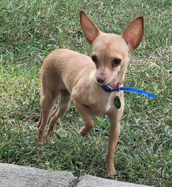 Emma, a Adopted Chihuahua in Mocksville, NC image 2/2