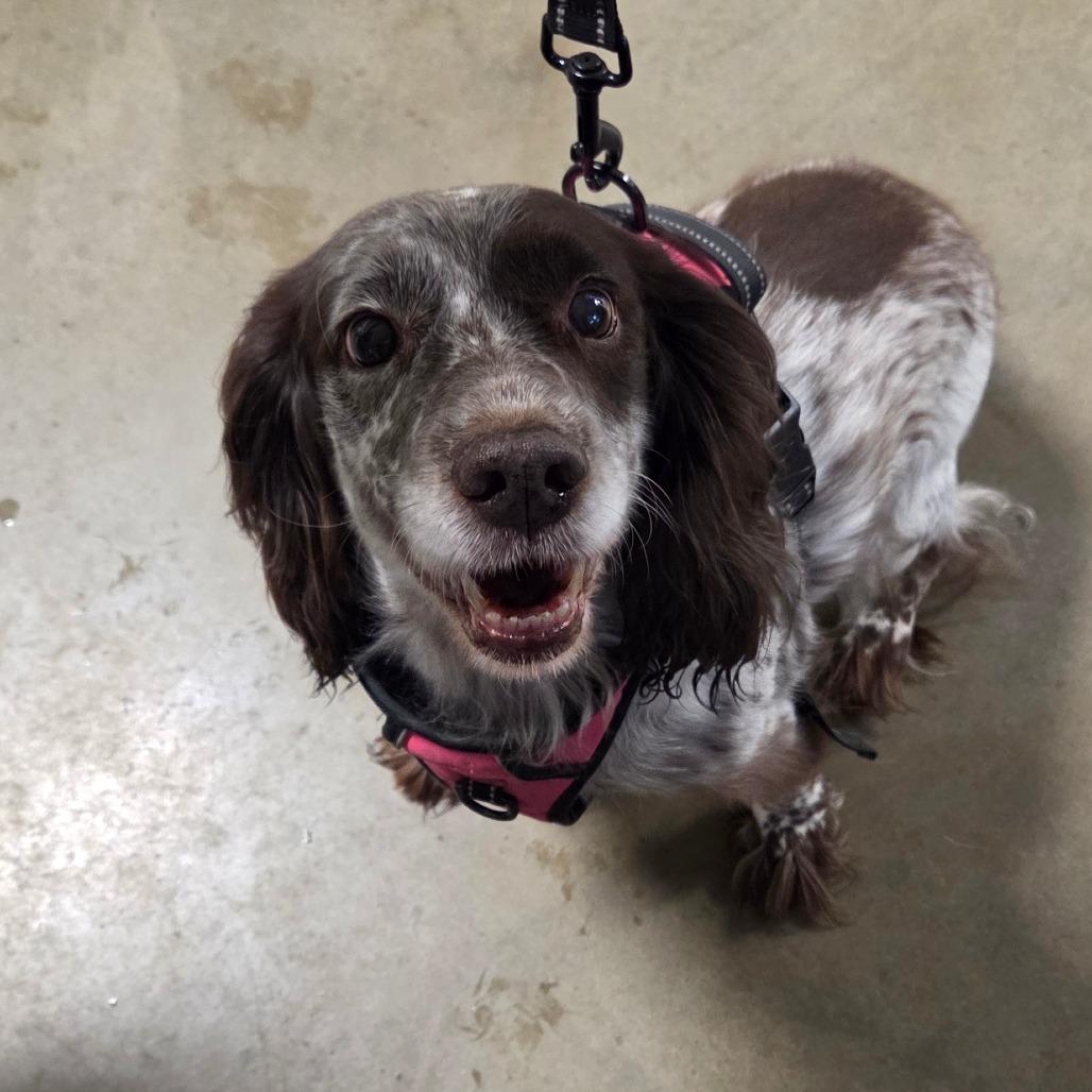 Enlarge Suzie, a Adoptable Mixed Breed in Bismarck, ND image 3/5