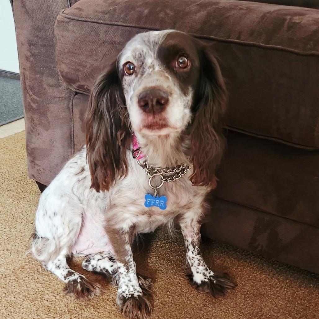 Enlarge Suzie, a Adoptable Mixed Breed in Bismarck, ND image 5/5