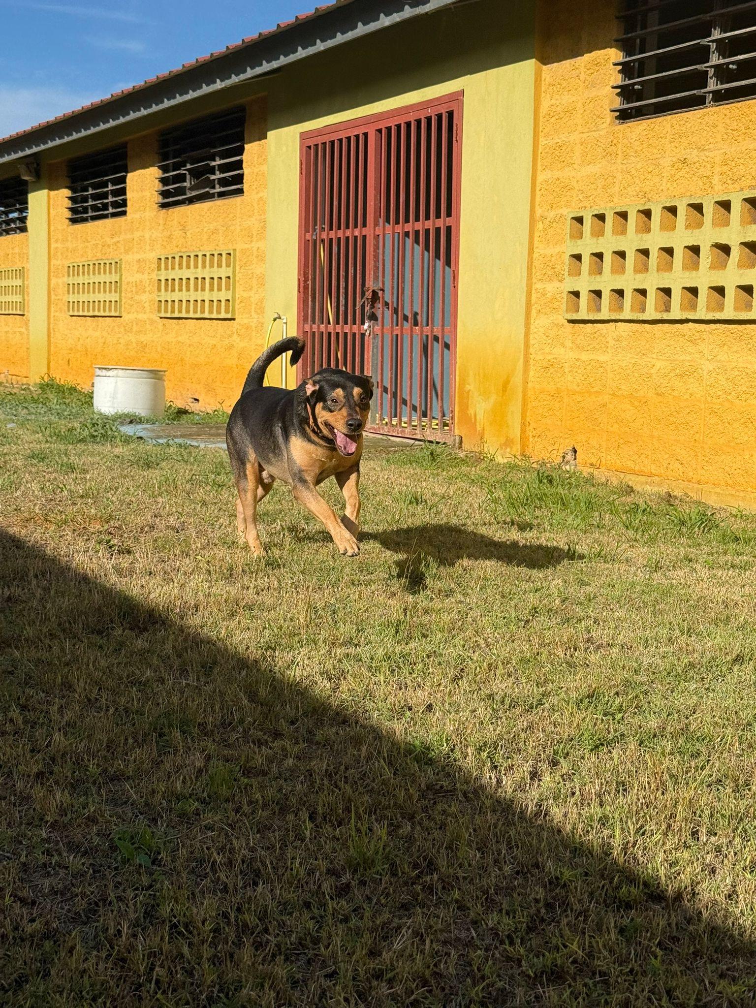 Wilson, ADOPTABLE, Young Male Rottweiler.