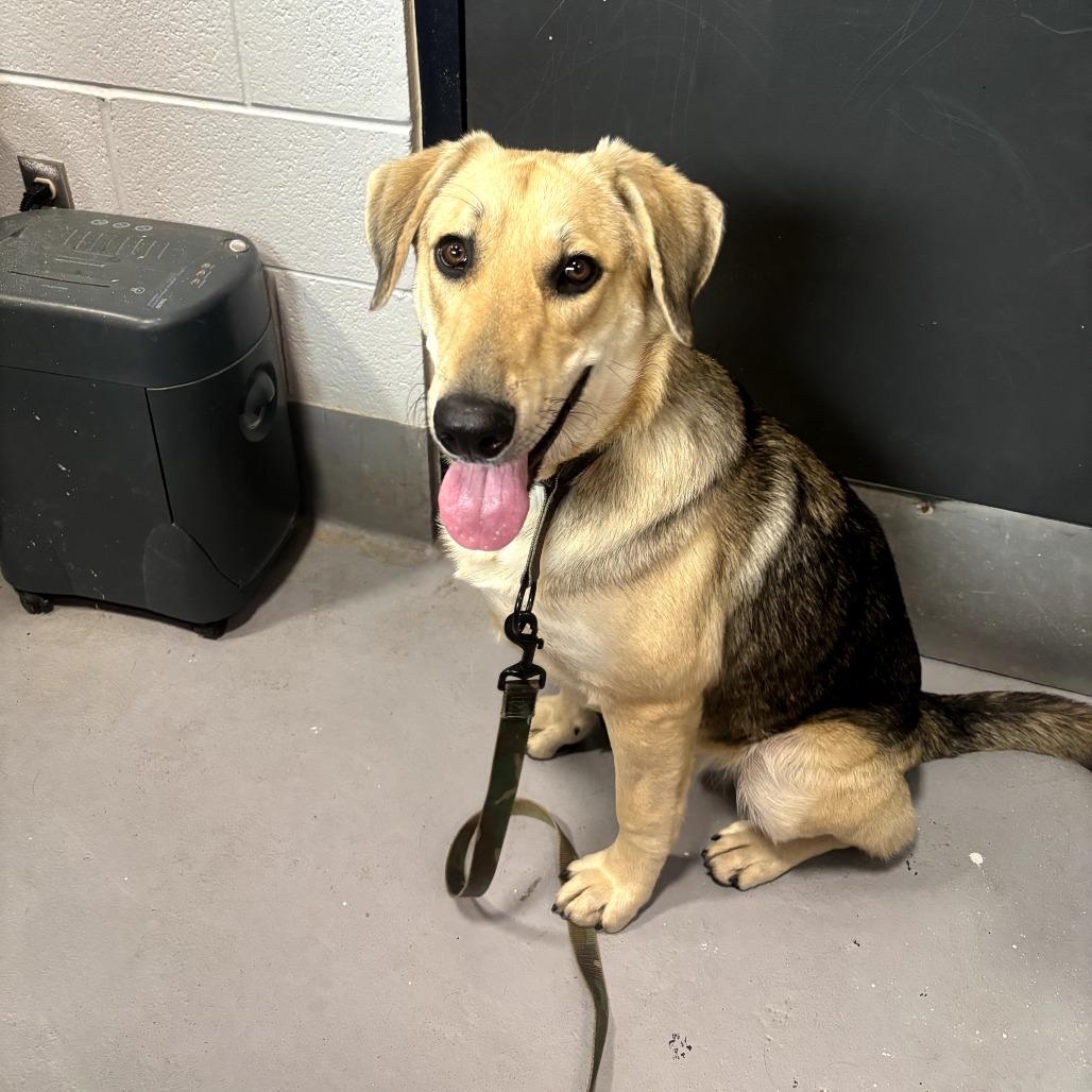 Sneaker, Adoptable, Adult Male Mixed Breed.