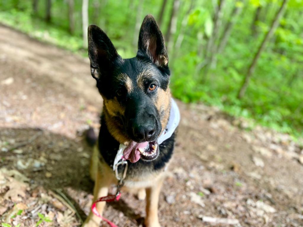 Enlarge Java, a Adoptable German Shepherd Dog in Gloversville, NY image 1/6