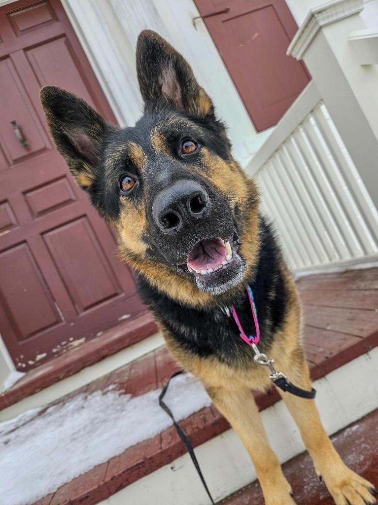 Enlarge Java, a Adoptable German Shepherd Dog in Gloversville, NY image 1/6