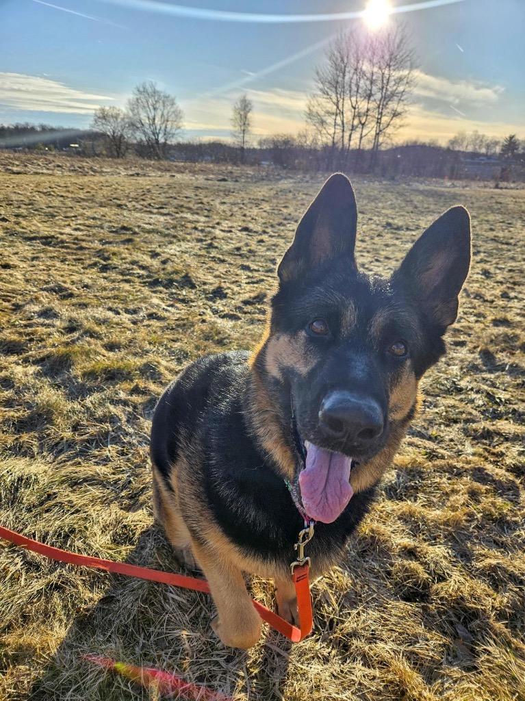 Enlarge Java, a Adoptable German Shepherd Dog in Gloversville, NY image 2/6